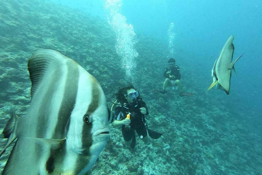 maldives best time to visit diving