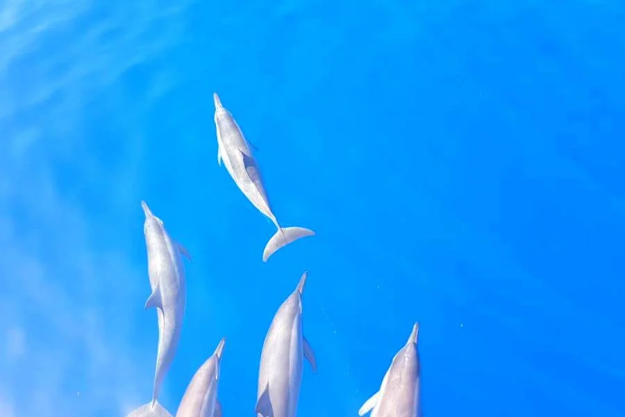 Beyond Paradise: Ayada Maldives All Inclusive Package Unleashed 26 Ayada Maldives all Inclusive package Dolphin Spotting Trip