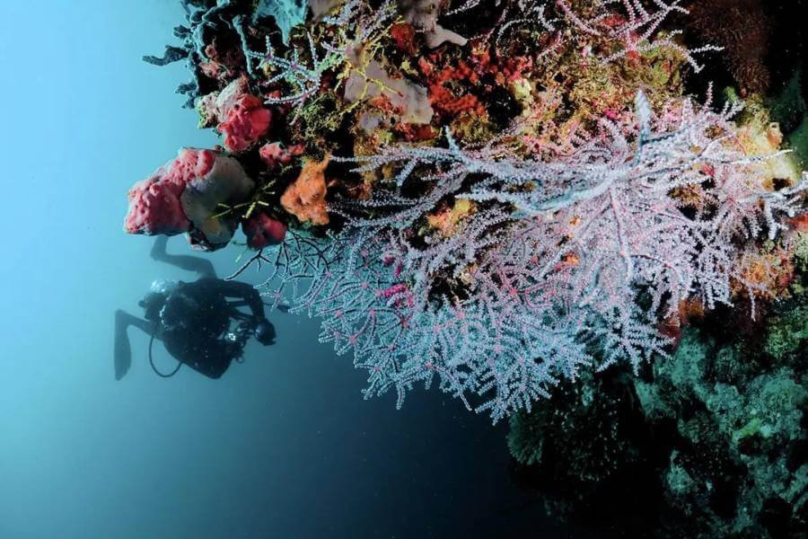 angsana velavaru all inclusive package Explore The Underwater World