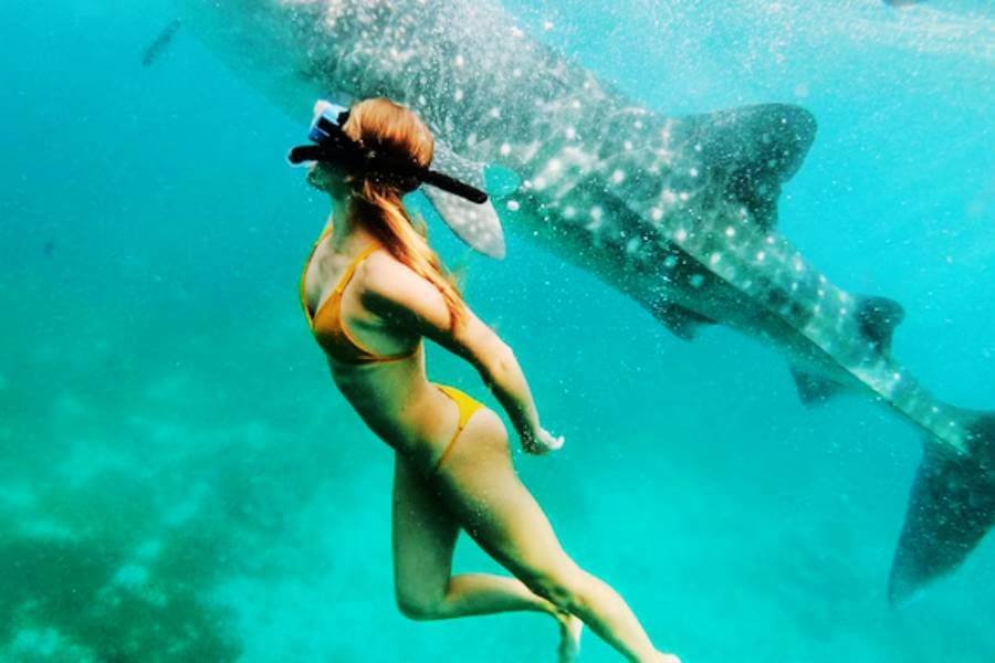 radisson blu resort maldives all inclusive package Whale Sharks and Mantra Rays